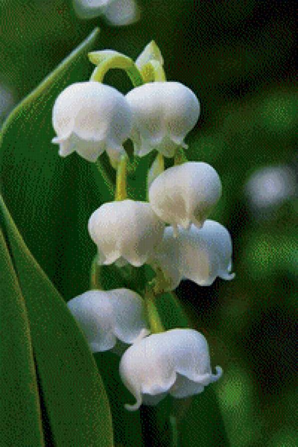 ландыш - ландыш - предпросмотр