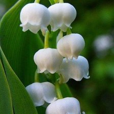 Схема вышивки «ландыш»