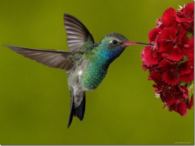 Калибри - оригинал