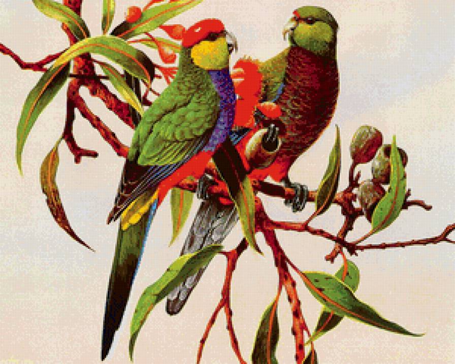 пара попугаев на ветке - пара, птицы, попугаи, ветка - предпросмотр