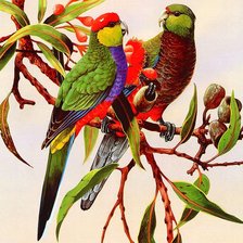 Оригинал схемы вышивки «пара попугаев на ветке» (№938135)