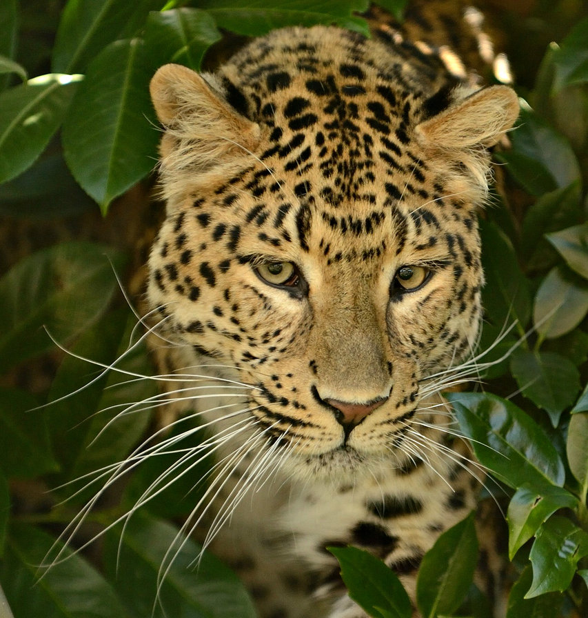 Серия "Дикая природа" - леопард, дикие кошки, природа, взгляд - оригинал