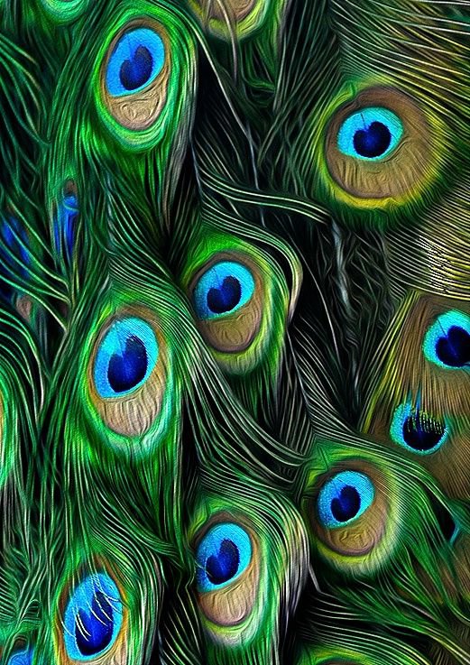 Перо павлина - павлин, подушка, птица - оригинал