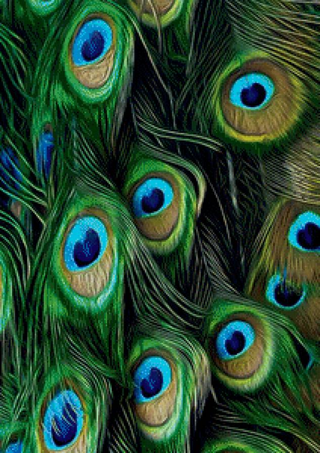Перо павлина - птица, павлин, подушка - предпросмотр
