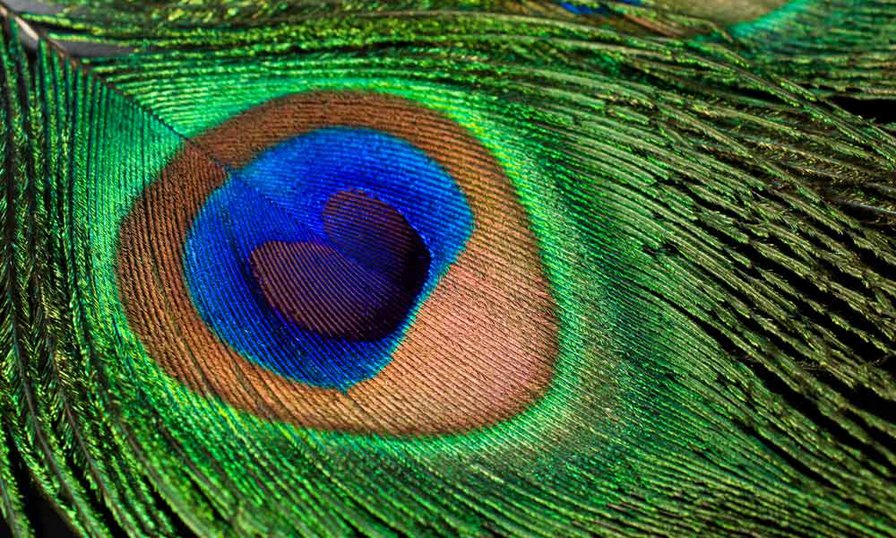 Перо павлина - перо, подушка, павлин - оригинал