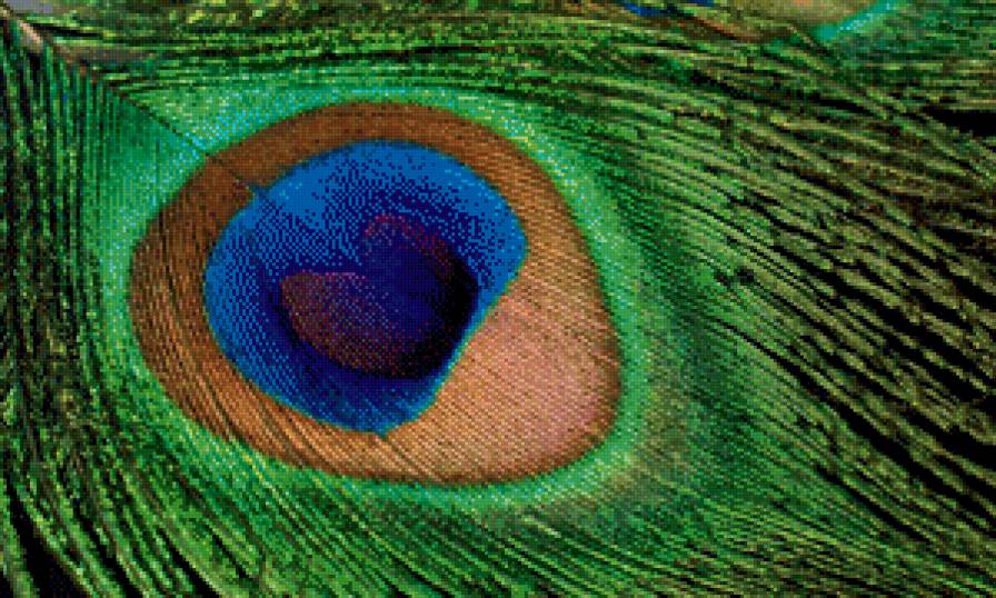 Перо павлина - павлин, перо, подушка - предпросмотр