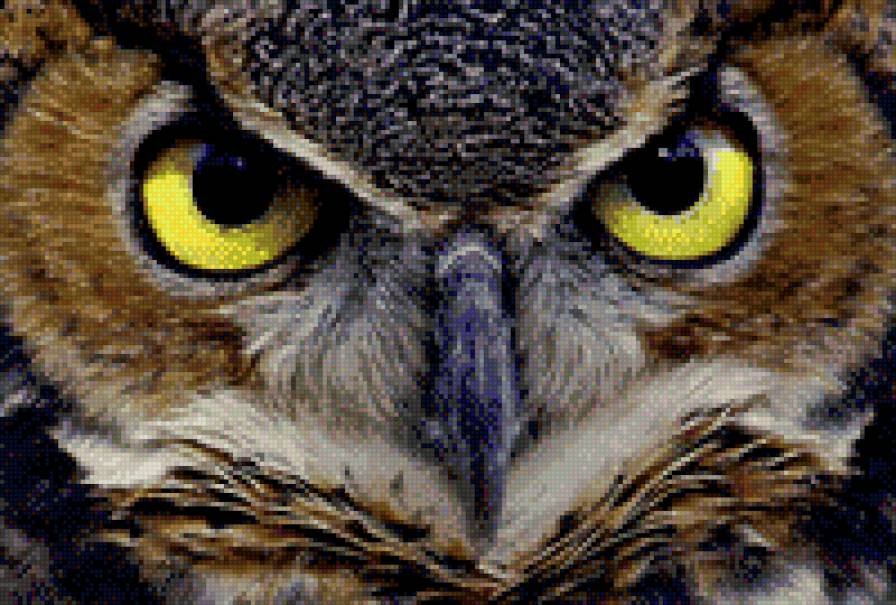 Сова. - глаза, сова, птица - предпросмотр