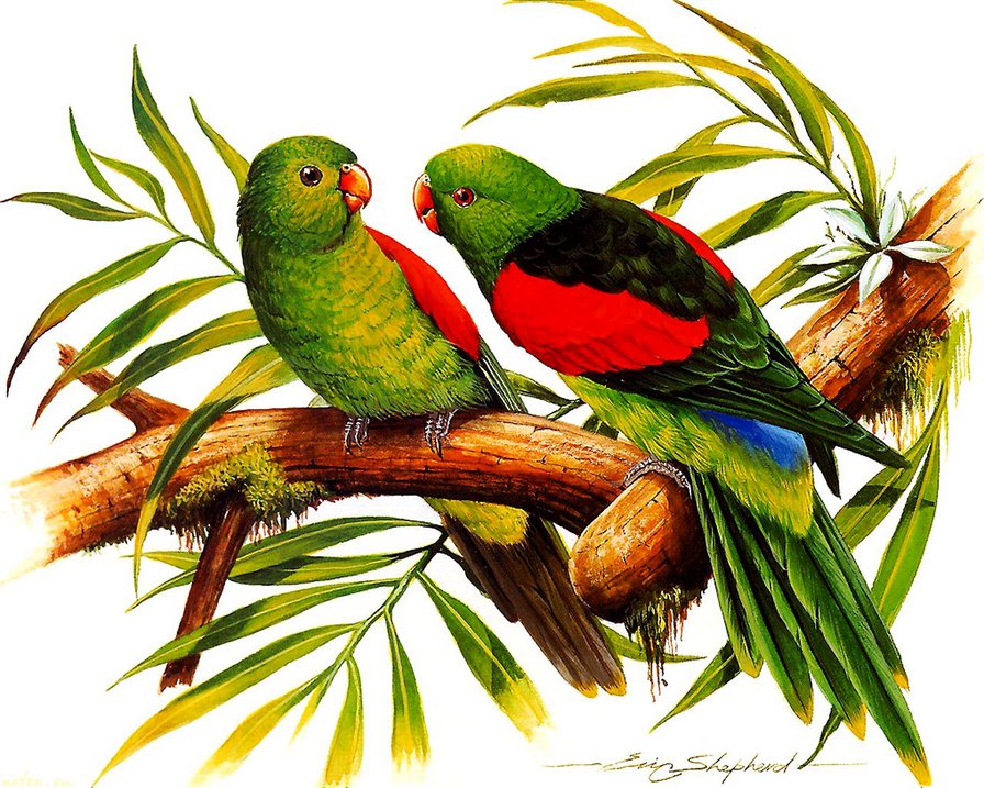 попугаи на ветке - ветка, попугаи, неразлучники, пара, картина - оригинал