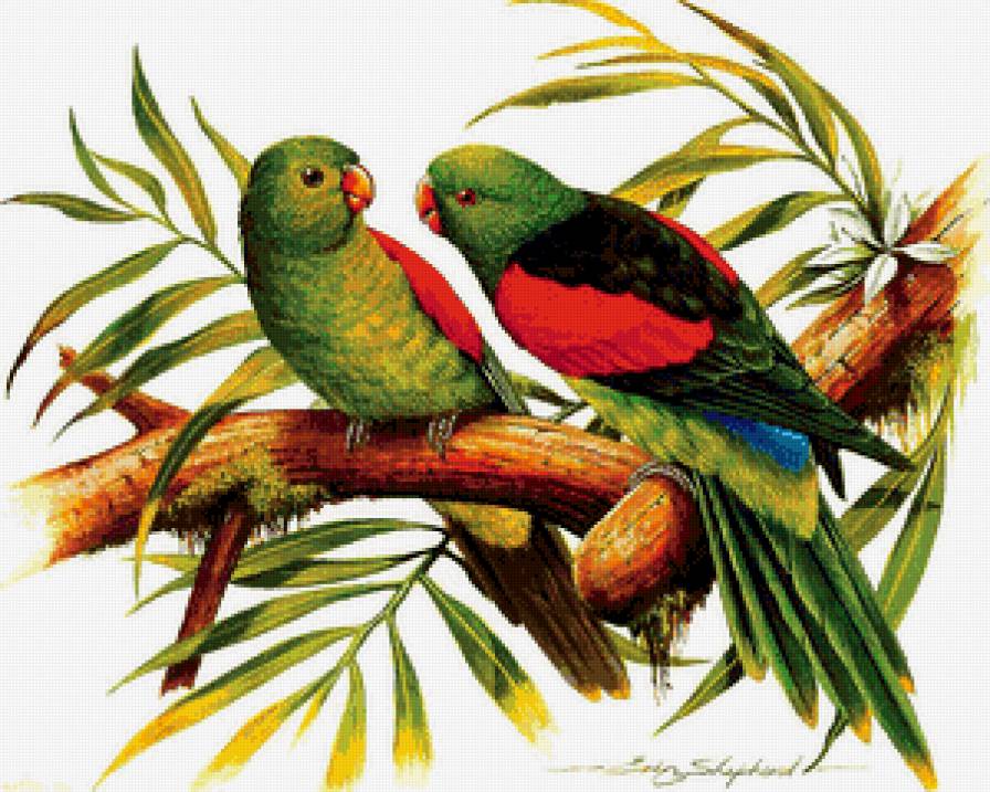 попугаи на ветке - попугаи, картина, пара, неразлучники, ветка - предпросмотр