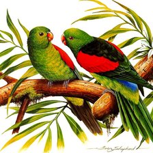 Оригинал схемы вышивки «попугаи на ветке» (№938765)