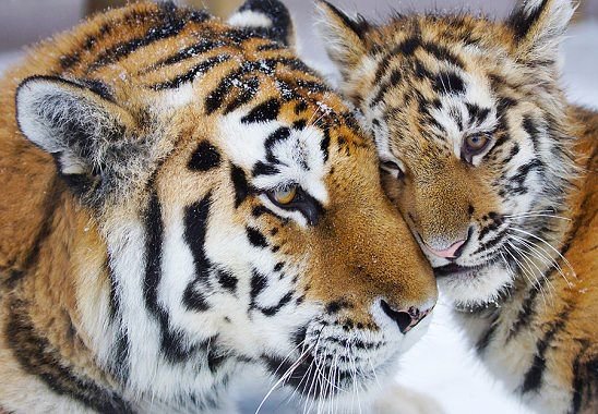 Серия-животные - оригинал