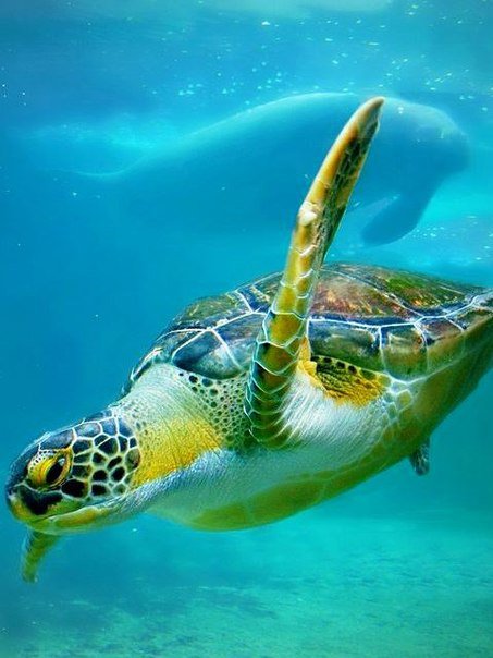 Черепаха - черепаха, подводный мир, вода - оригинал