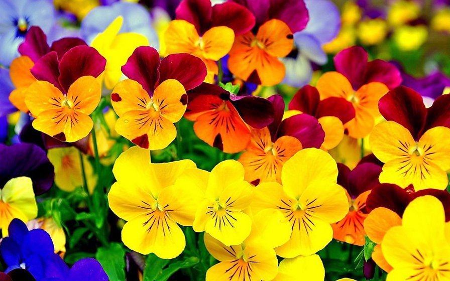 анютины глазки - оригинал