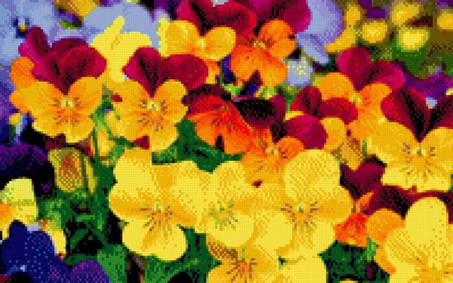 анютины глазки - предпросмотр