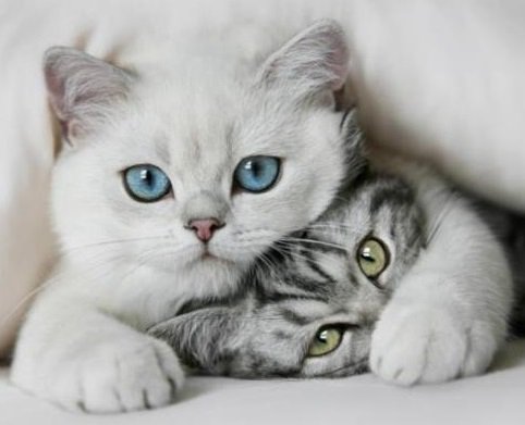 Серия "Домашние любимцы" - котята, пушистики - оригинал