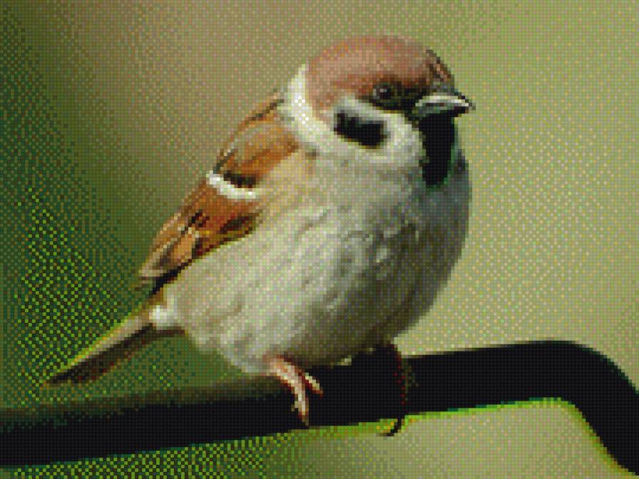 Воробей - птицы - предпросмотр