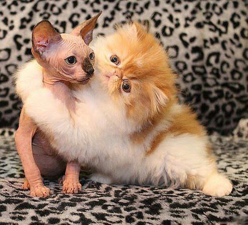 два котика - оригинал