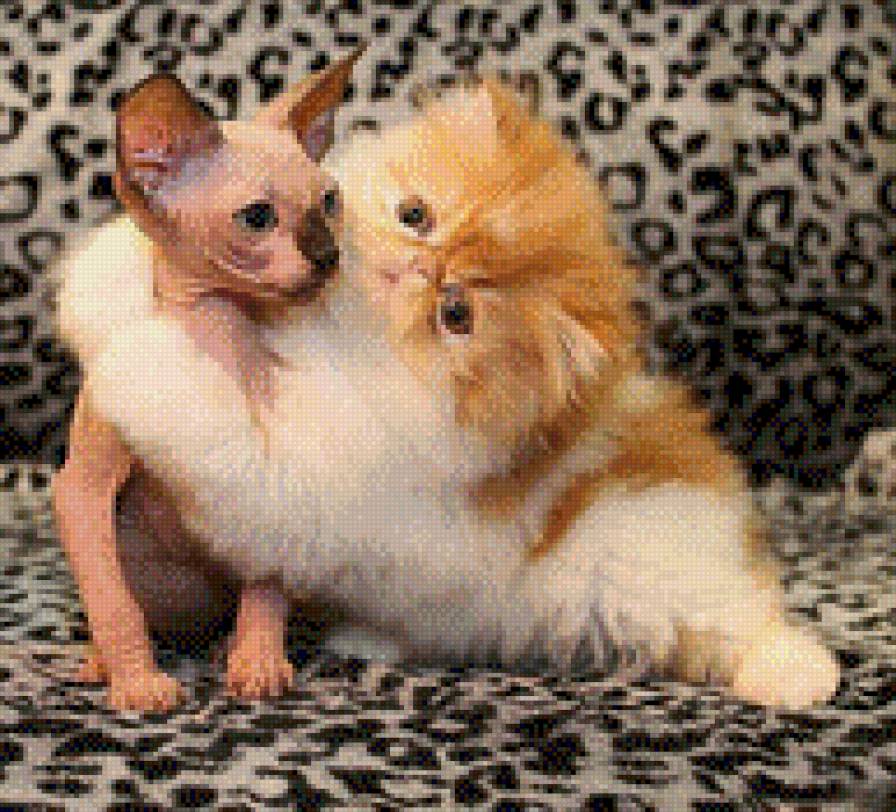 два котика - предпросмотр