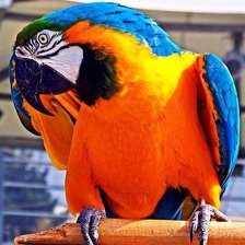 Схема вышивки «попугайчик»