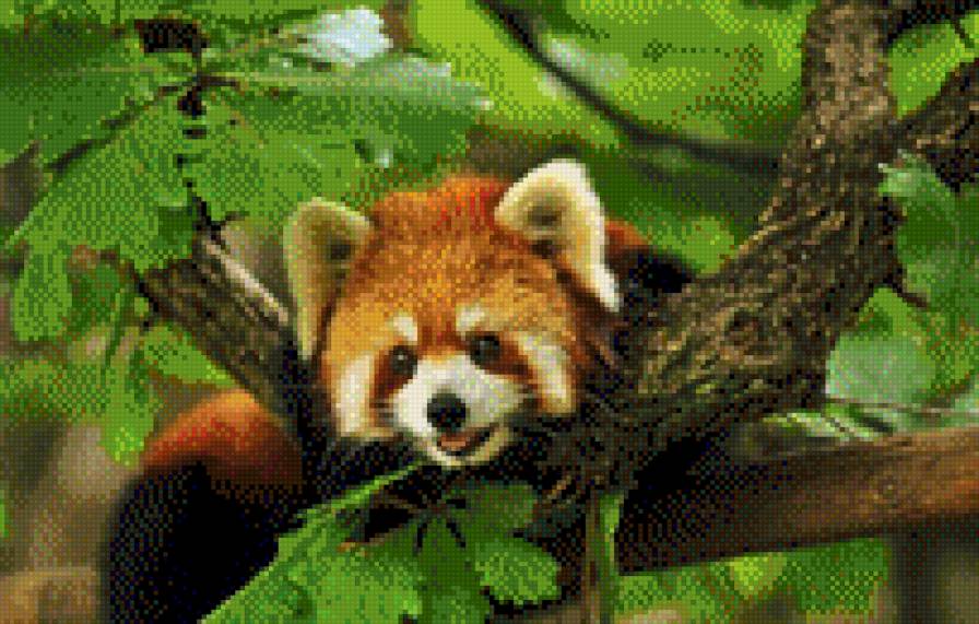 енот - предпросмотр