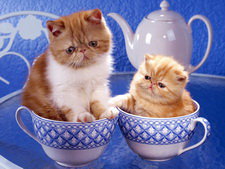 два котика в кружечках - оригинал