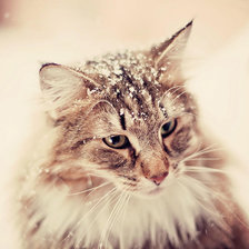 Схема вышивки «Котик в снегу»