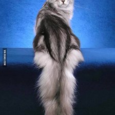 Схема вышивки «Киса»