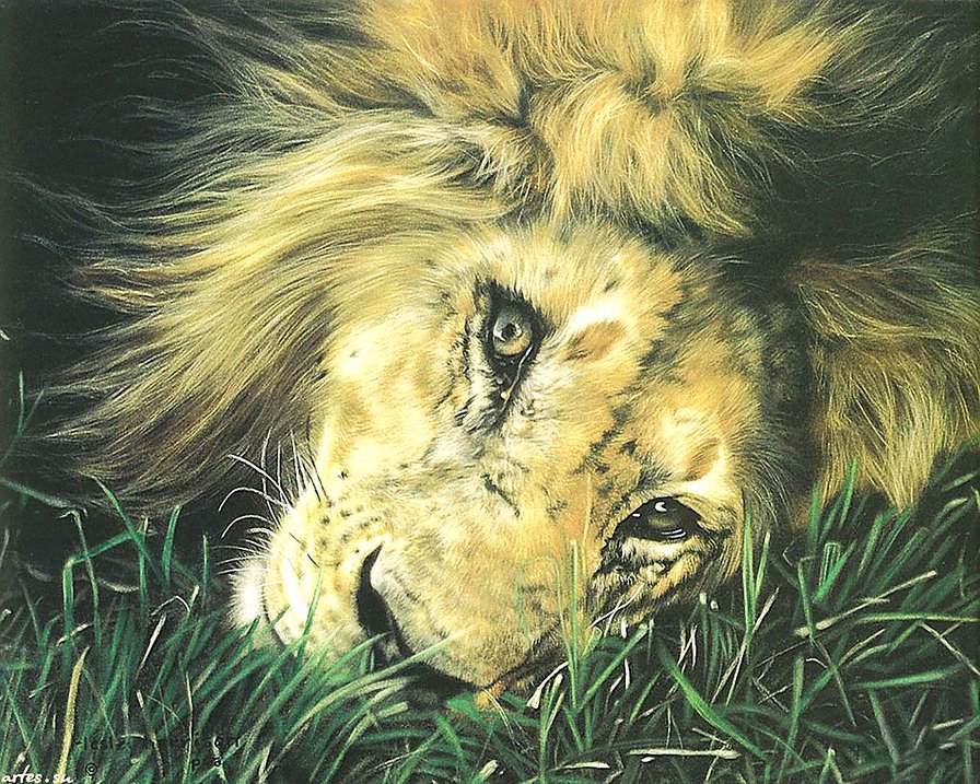 красавец лев - лев, животное, кошка, картина - оригинал