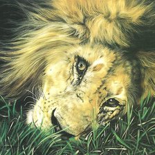 Оригинал схемы вышивки «красавец лев» (№939240)