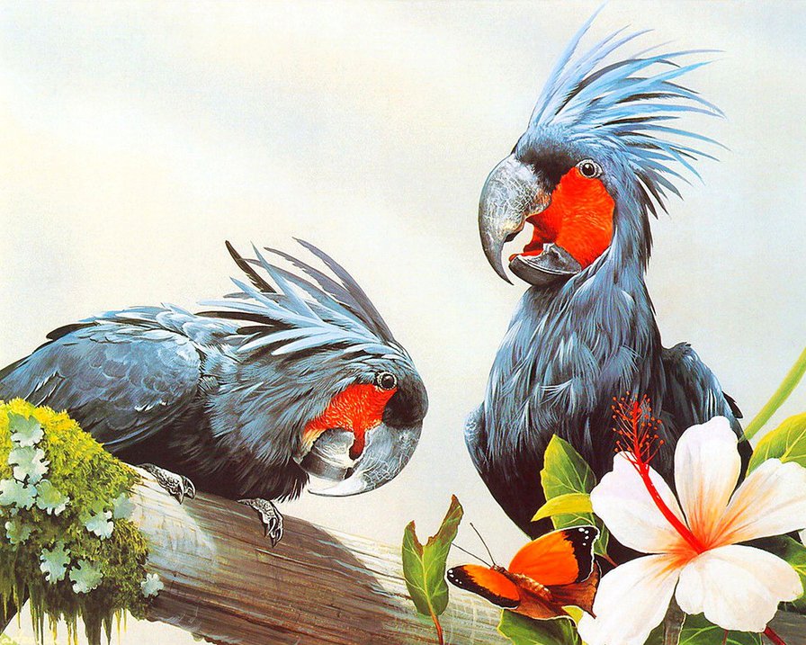 попугаи - ветка, пара, попугаи, гибискус, птицы - оригинал