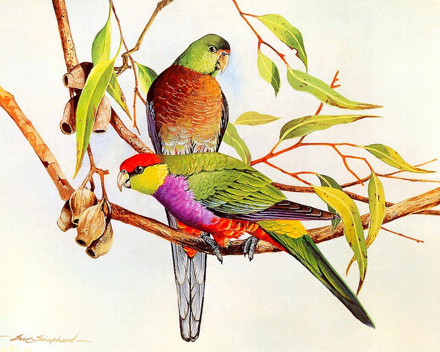 пара птиц на ветке - цветы, семья, графика, ветка, природа, пара, птицы - оригинал