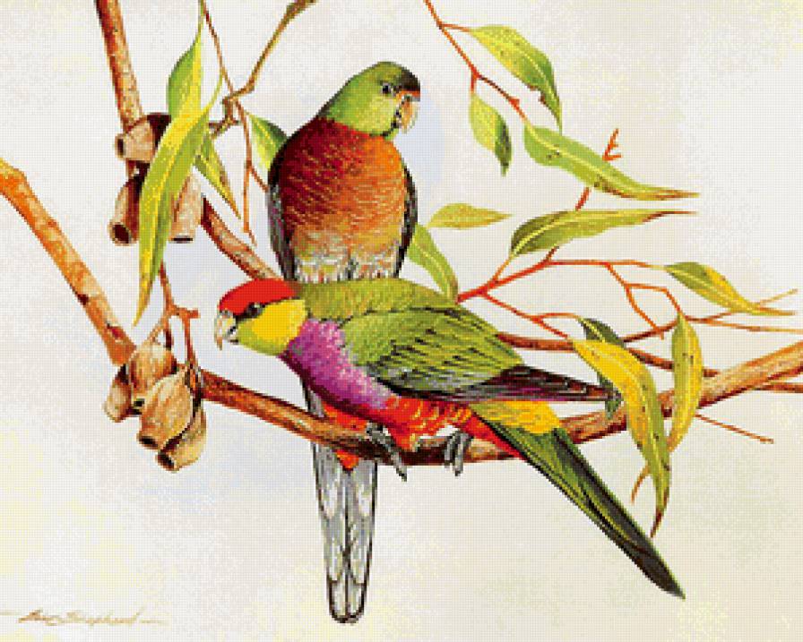 пара птиц на ветке - пара, графика, ветка, птицы, семья, цветы, природа - предпросмотр