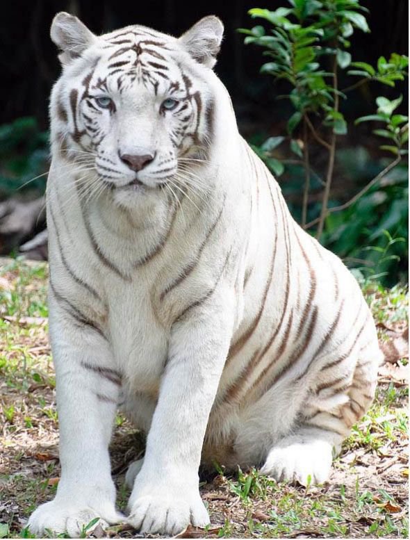 тигор албинос - оригинал