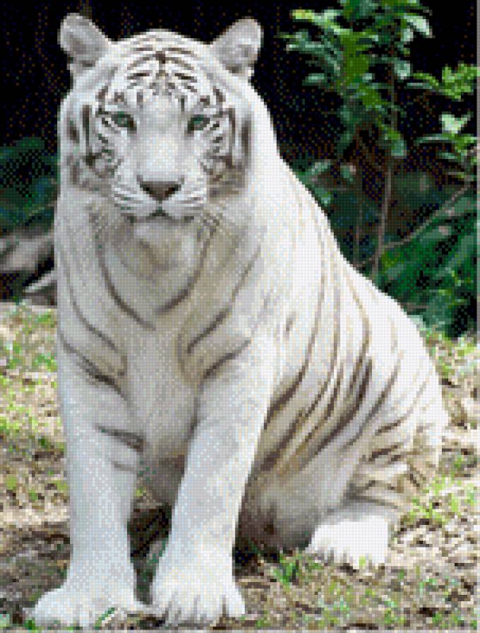 тигор албинос - предпросмотр