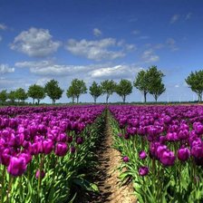 Схема вышивки «№939378»