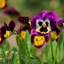 Схема вышивки «№939388»