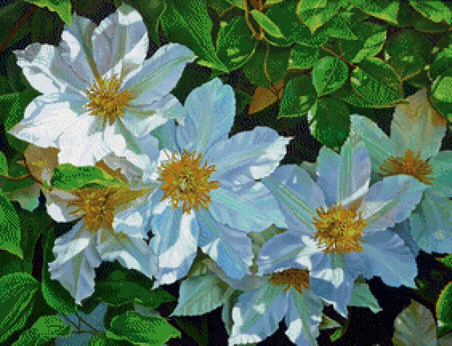 Цветение клематисов. - цветы, солнце, клематисы - предпросмотр