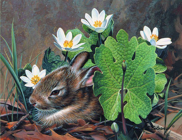 213 - картина, заяц, красота, природа, животные - оригинал