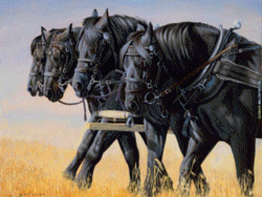 Першероны - лошадь, лошади - предпросмотр