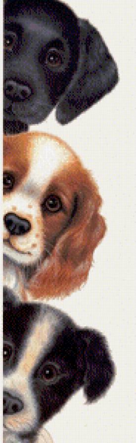 Трое - животные, собака, трое - предпросмотр