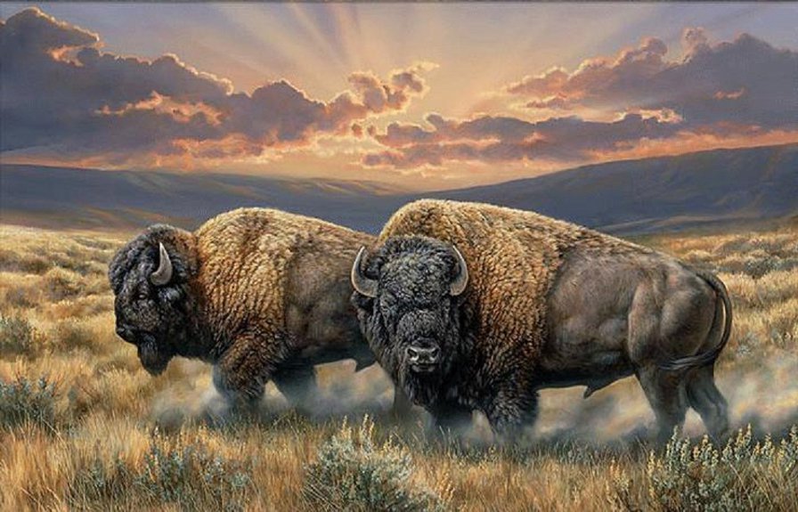 Бизоны - животные, бизон - оригинал
