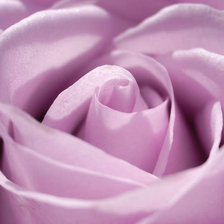 Нежная роза