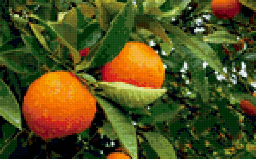 апельсины - дерево, цитрус, апельсин, лето - предпросмотр