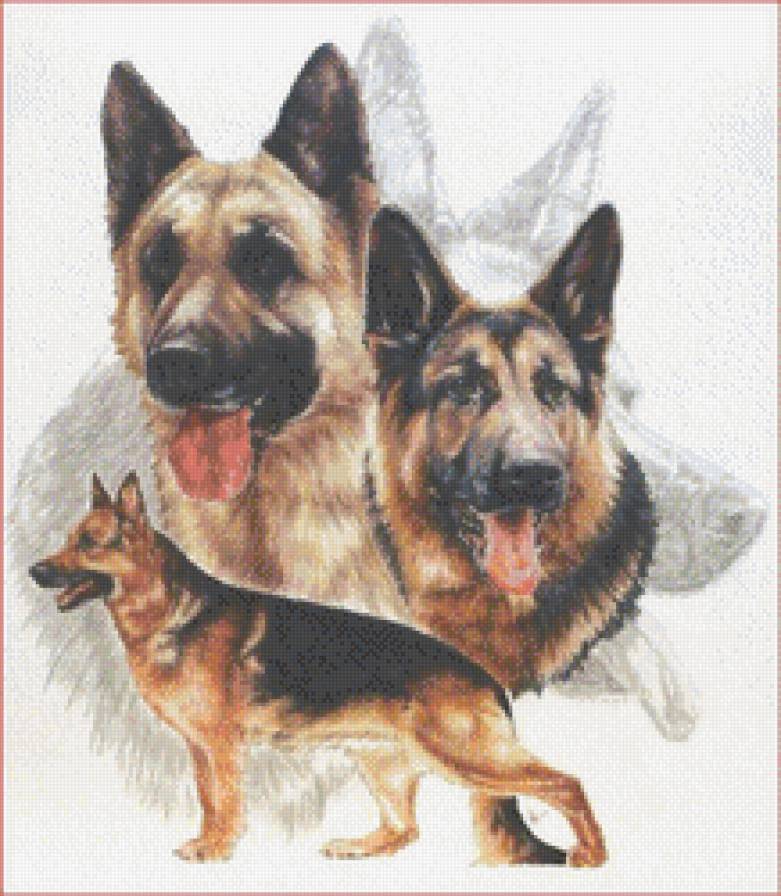 Овчарка - собака, животные - предпросмотр