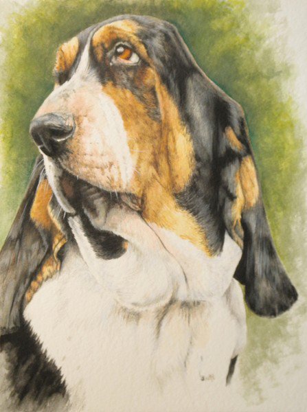 Бассет - собака, животные, бассет - оригинал