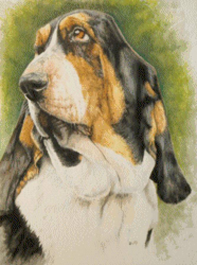 Бассет - собака, бассет, животные - предпросмотр