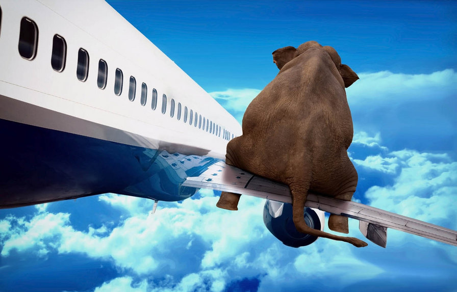 Слон на самолете - юмор, самолет, слон, животные - оригинал