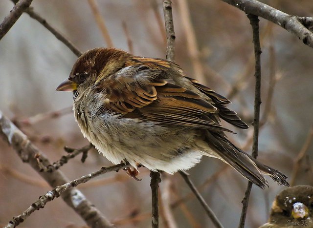 воробей - оригинал