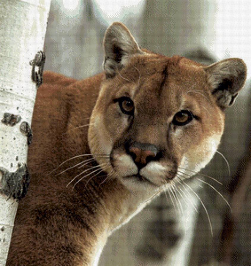 №941327 - пума, кошка, дикая природа - предпросмотр