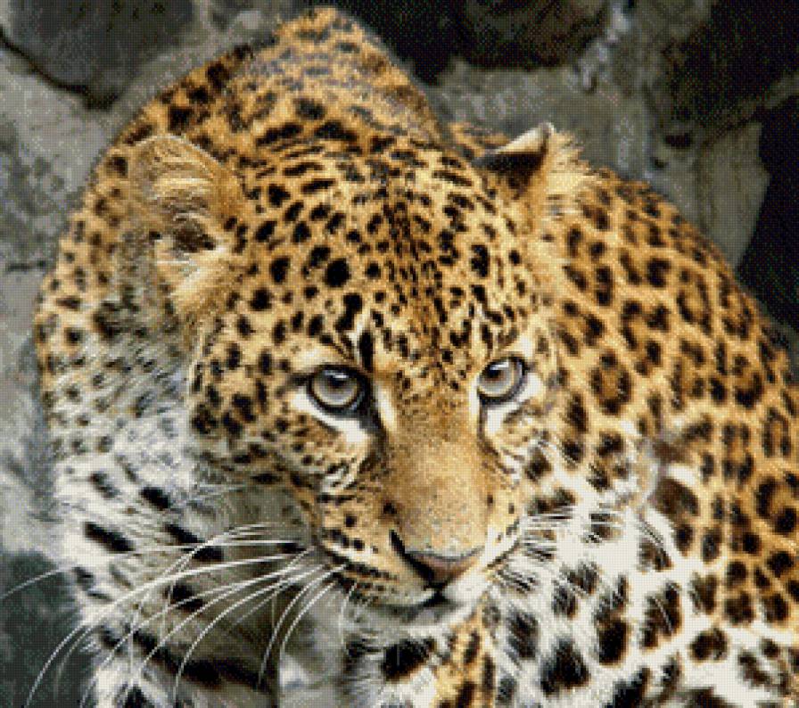 №941349 - дикие кошки, леопард, природа, взгляд, отдых - предпросмотр